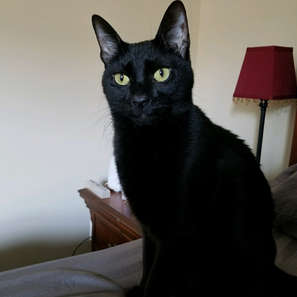 Meet your Posher, Angel